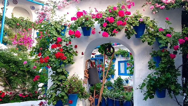 A whitewashed Córdoba patio with an arch and walls covered in red, pink and purple flowers in blue pots